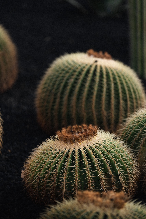 Photographie de voyage aux Canaries par Marie Dehayes