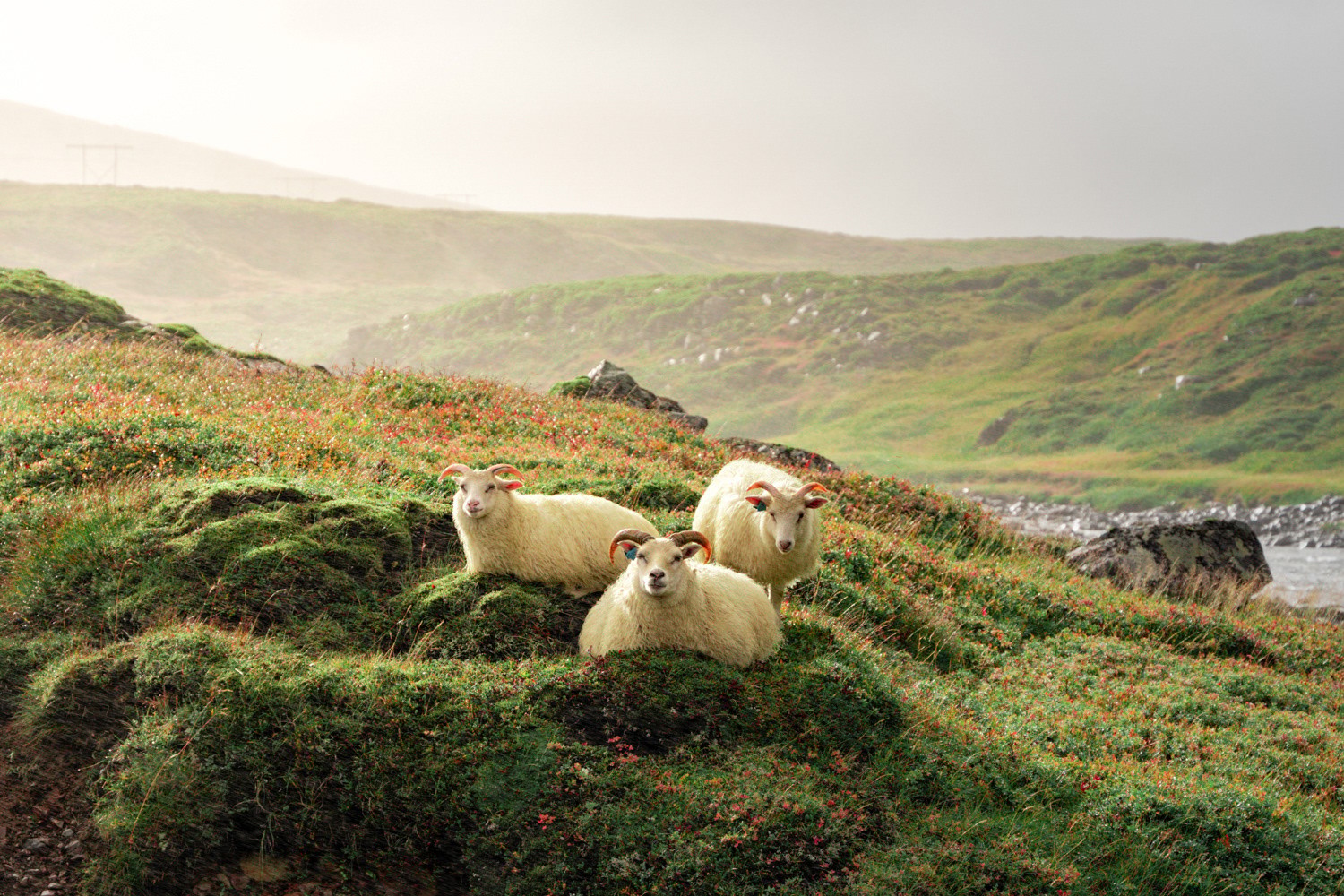 Photographie de voyage en Islande par Marie Dehayes