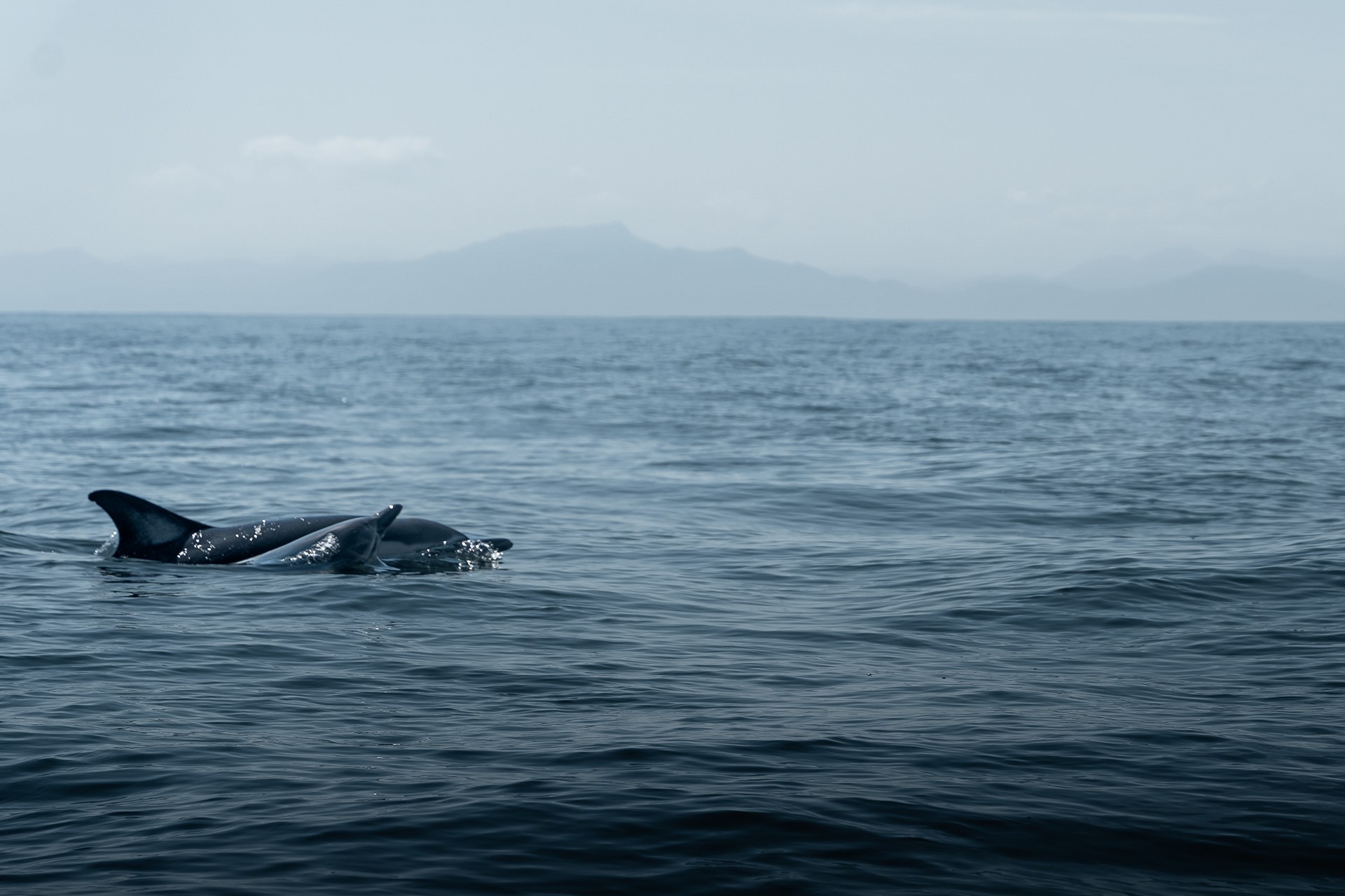 dauphins dans le gouf de capbreton  par Marie Dehayes
